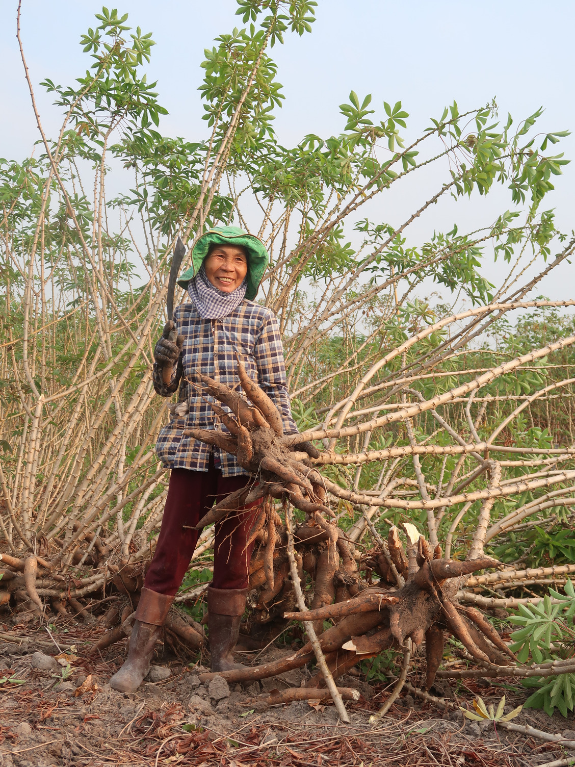 Farmer Tra Thi Tron is harvesting a cassava variety introduced by IITA in the second trial in Tay Ninh province, Vietnam.