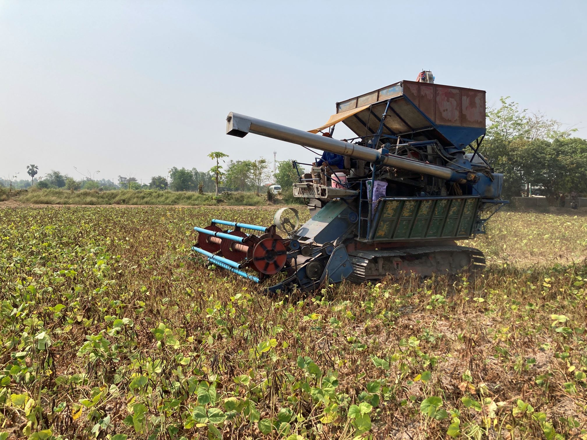 A harvesting machine in a mungbean field