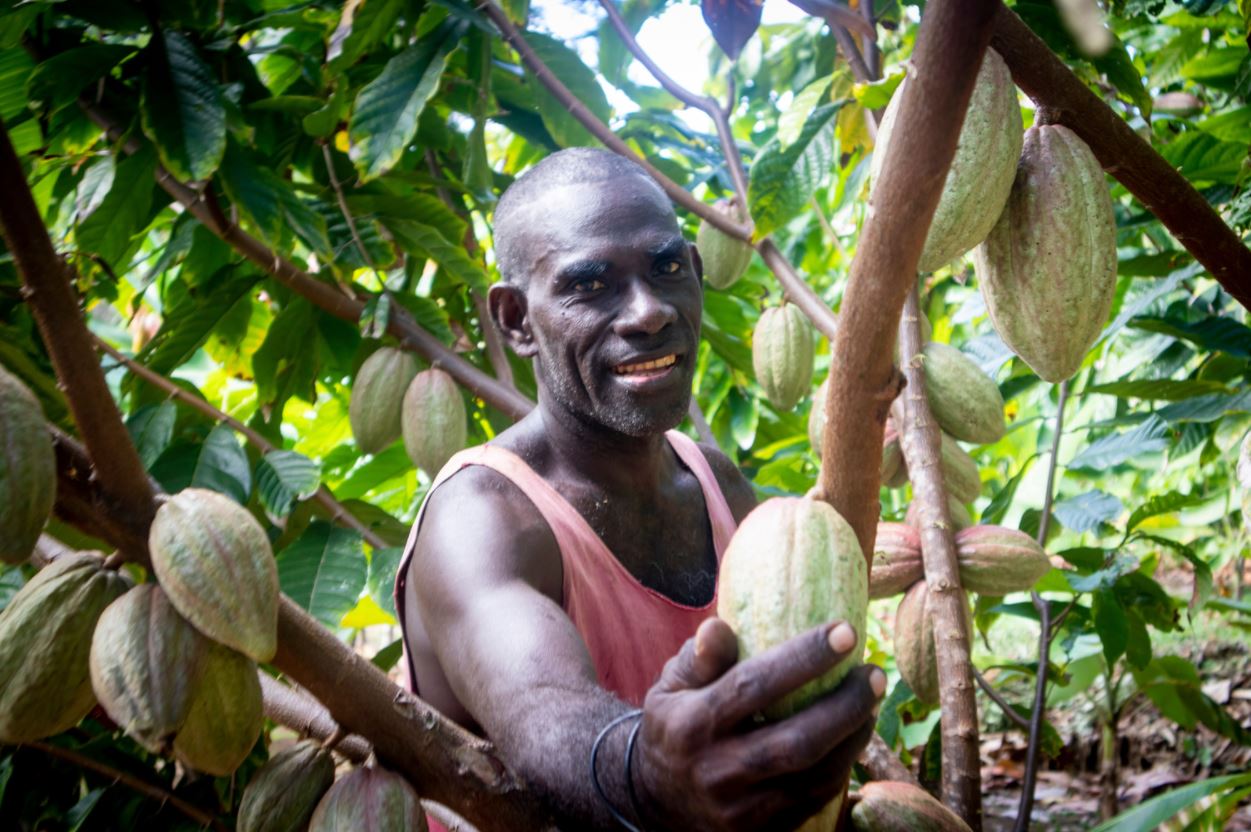 Bougainville farmer Rodney Panaki in his cocoa block just outside Buka town. Rodney is among a number of farmers across the Autonomous Region of Bougainville, who have benefited from the Family Farm Teams training provided by the Bougainville cocoa value chain project.