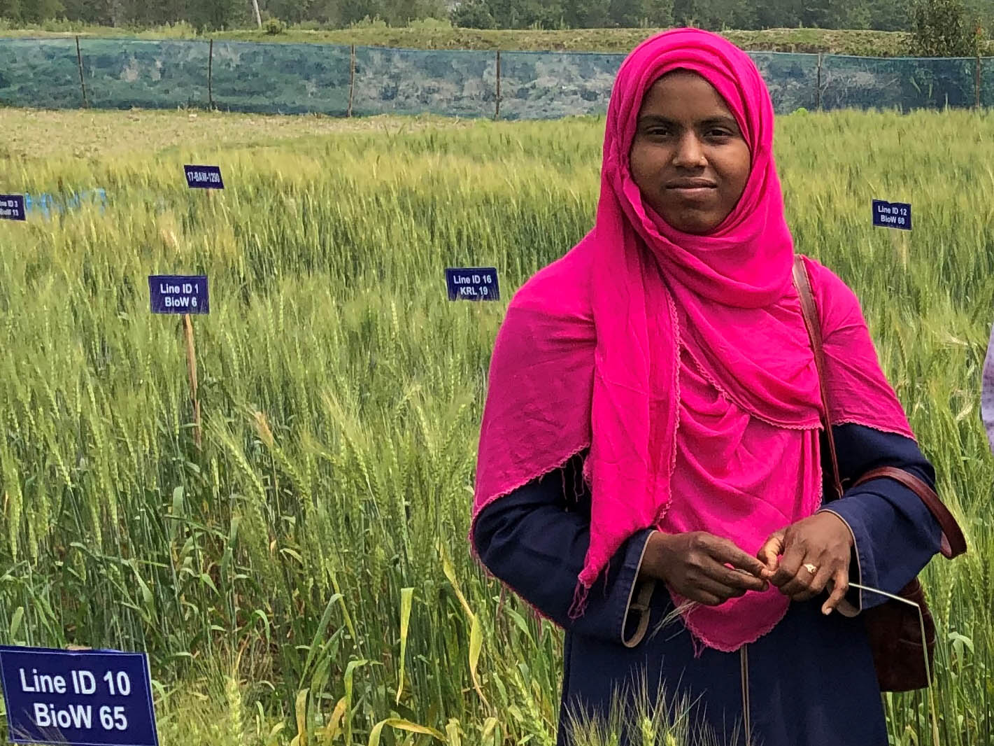 Research assistant Ms Tahera Khatun is helping to manage the trials of salt-tolerant wheat in the coastal zone of Bangladesh, which aim to help farmers improve their productivity and food security. 