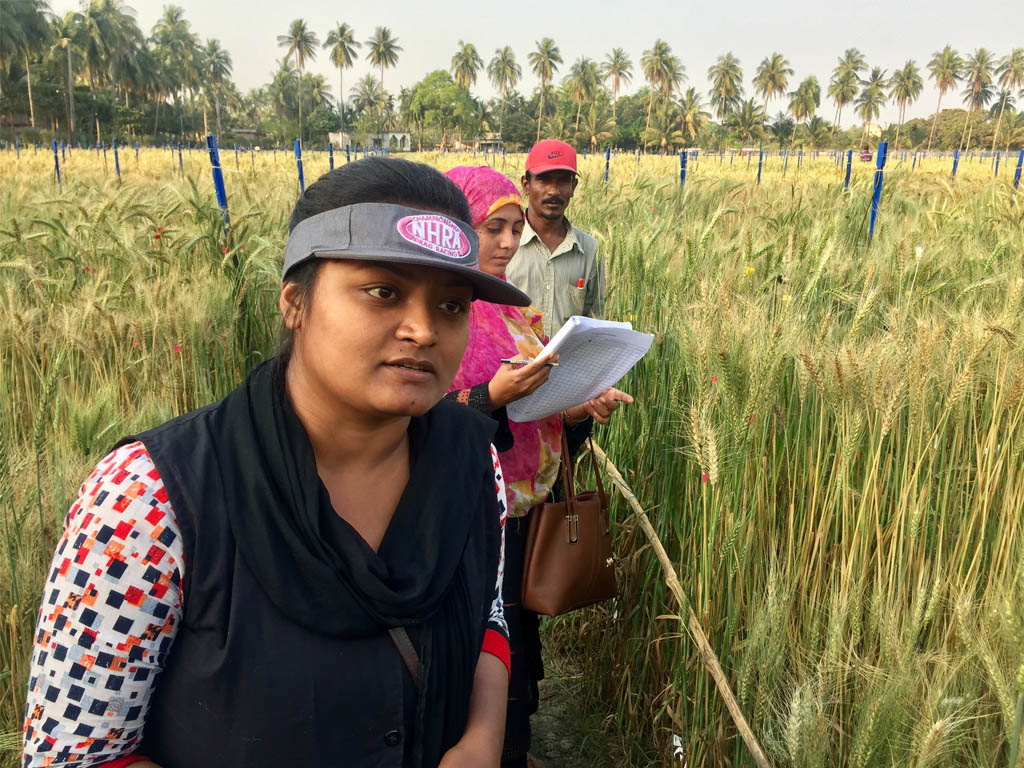 BWMRI researcher Ms Tonusree Roy scoring wheat lines at the screening platform, Jeshore, Bangladesh.