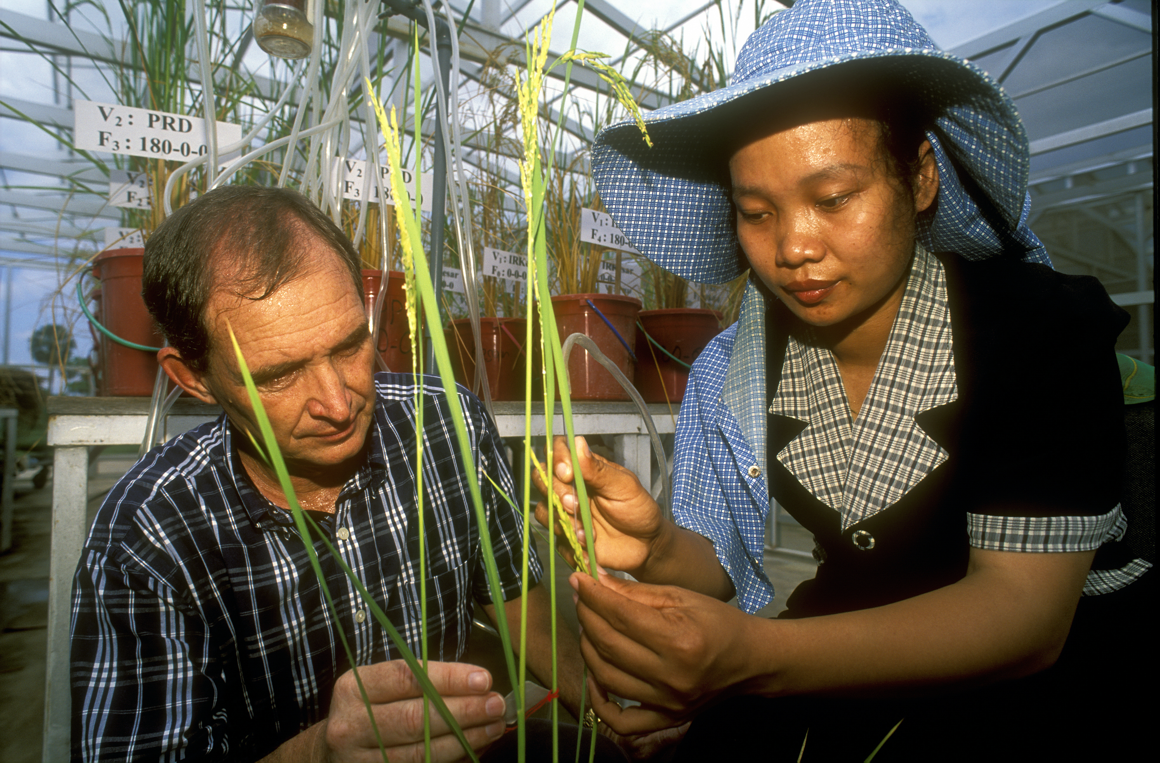 Two people inspecting plant in greenhouse