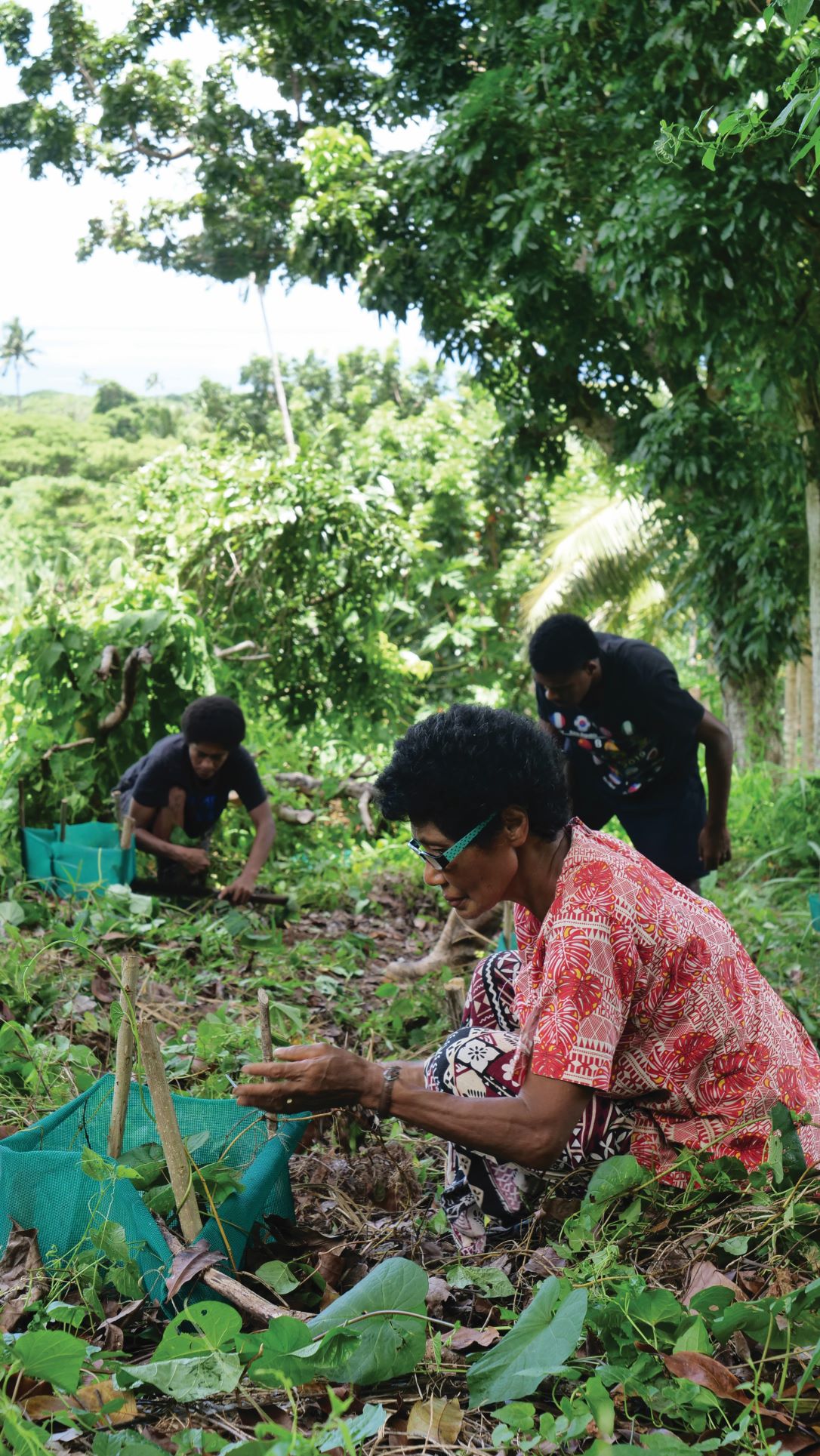 Women harvesting crops