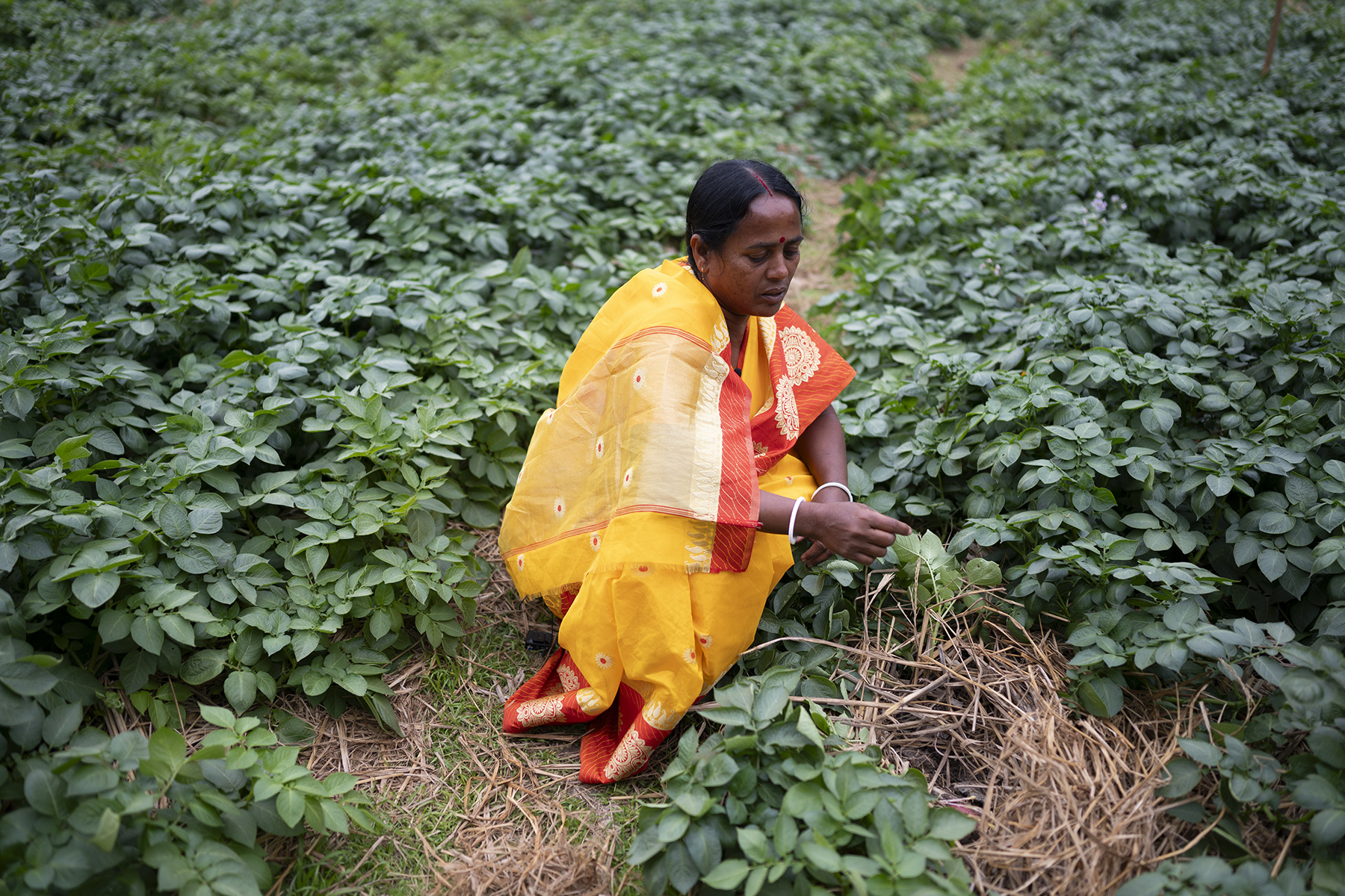 A farmer harvesting zero tillage potato in Gosaba, West Bengal.