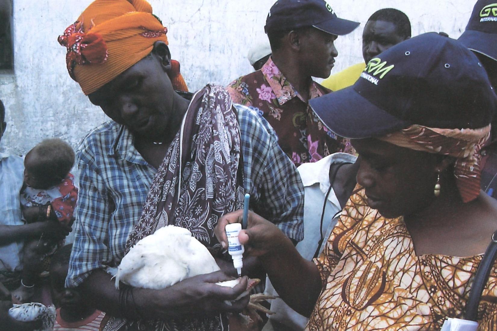 Two people vaccinating a chicken