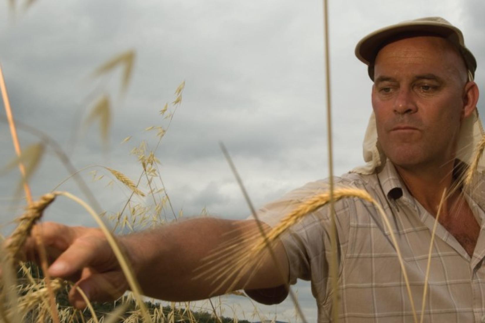 Man inspecting wheat crop
