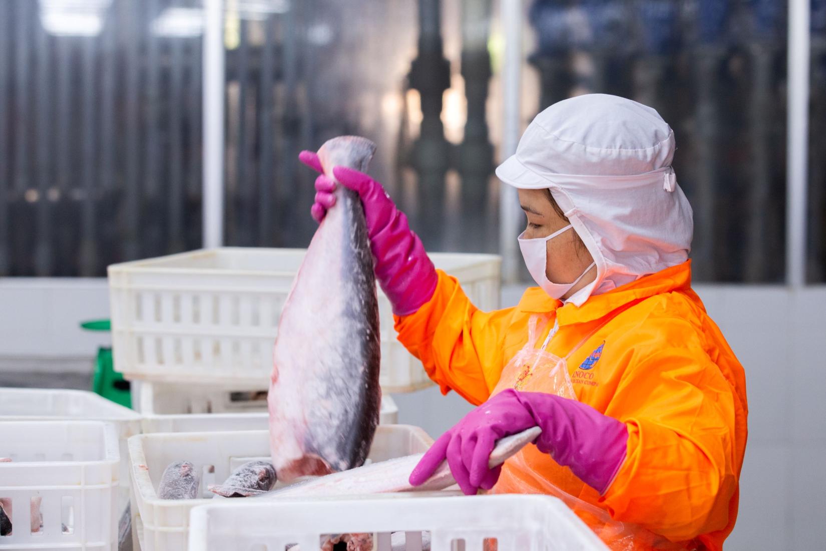 Person with projective gear including orange jumpsuit, pink gloves, hat and mask inpecting catfish in tubs