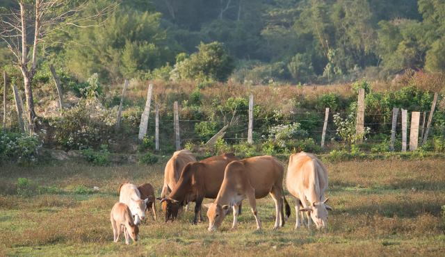 A group of cattle grazing