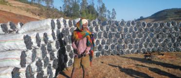 An Ethiopian farmer stands beside his bags of Acacia decurrens charcoal. 