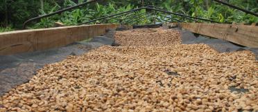 Coffee beans drying 