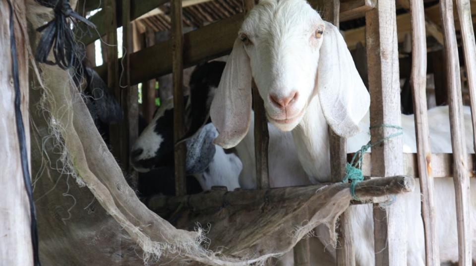 Goat in Laos
