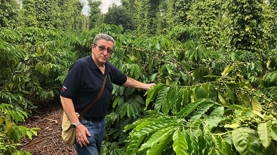 Crop of coffee plants growing in Vietnam