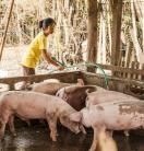 Farmer with pigs