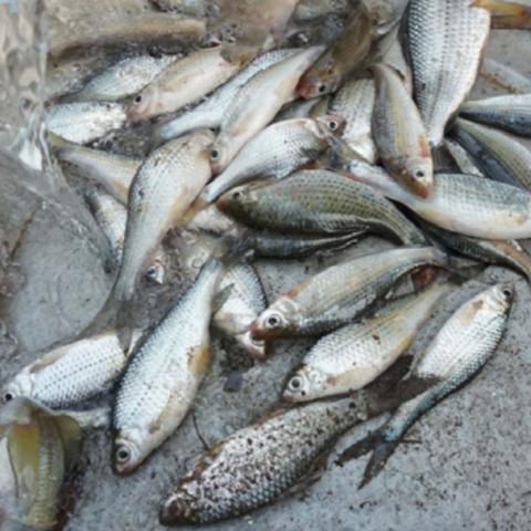 Harnessing dietary nutrients of underutilized fish-based products