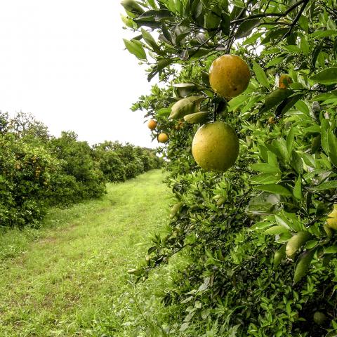 A citrus grove with leaves and developing fruit in the foreground, showing effects of disease