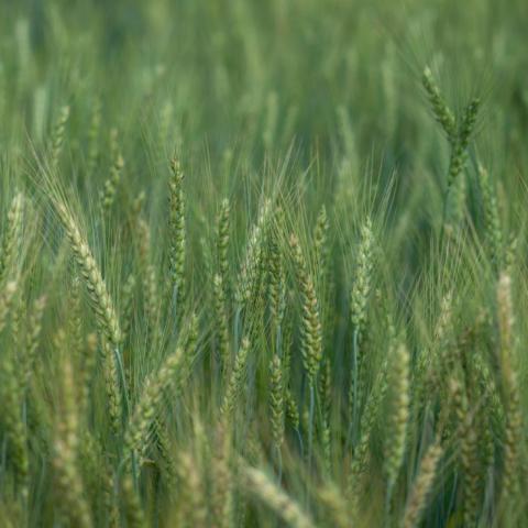 wheat in field 