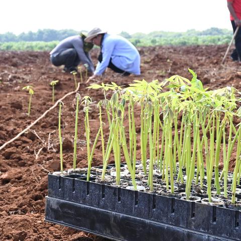 A tray of cassava seedlings in the foreground, with a field and people blurred in the background.