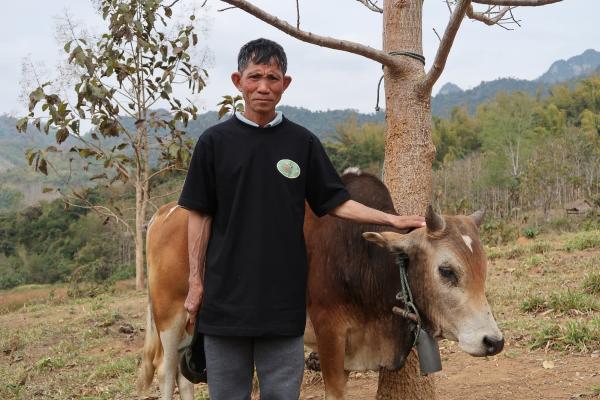 A cattle farmer in Northern Laos – ACIAR supports smallholders in healthy animal production for both humans and animals.