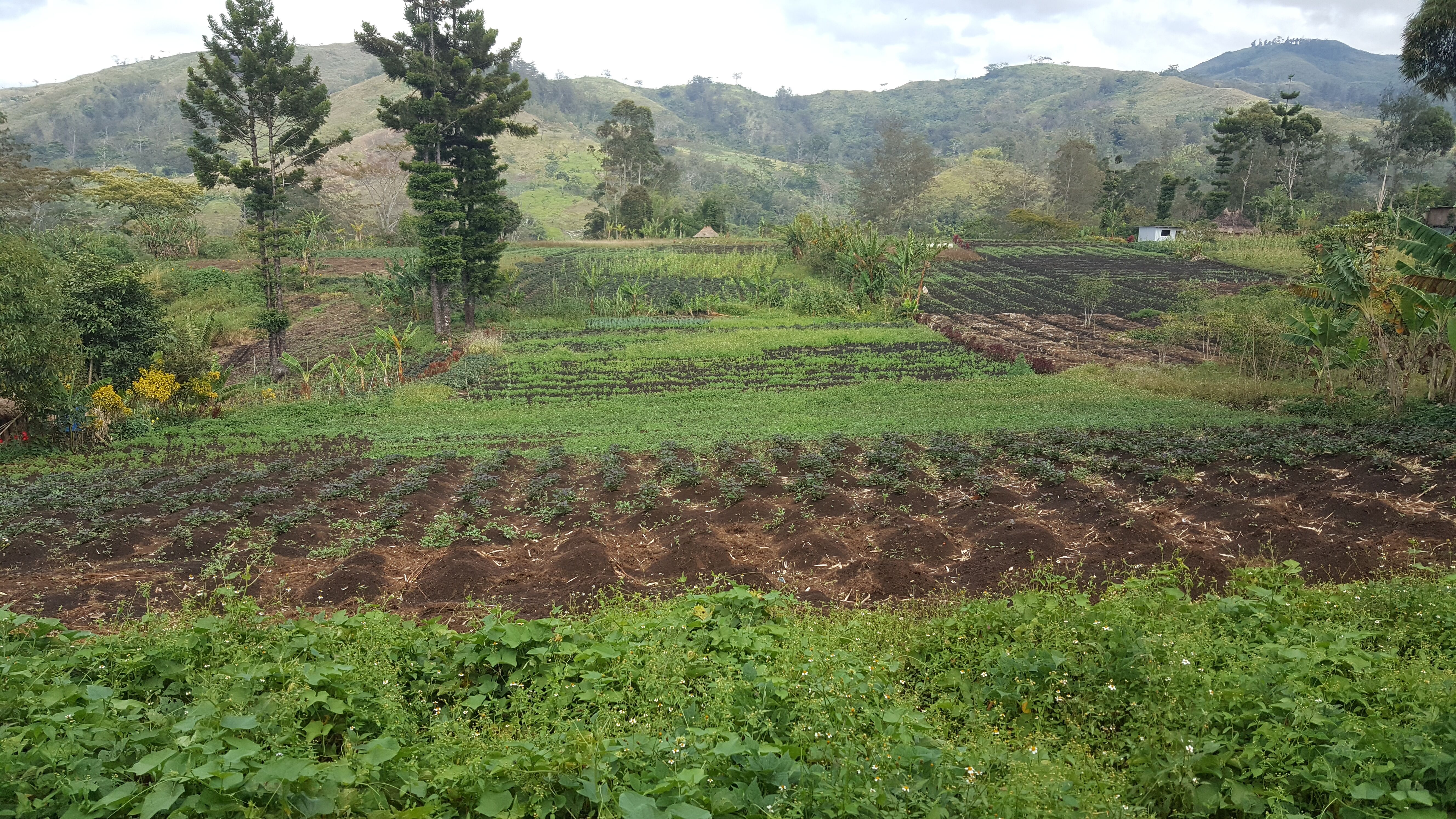 Climate Smart Agriculture opportunities for enhanced food production in