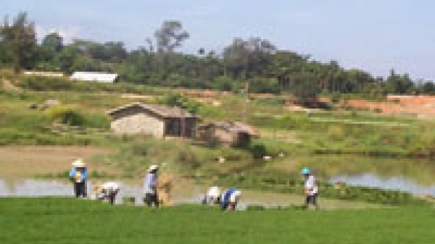 Growing more rice with less water