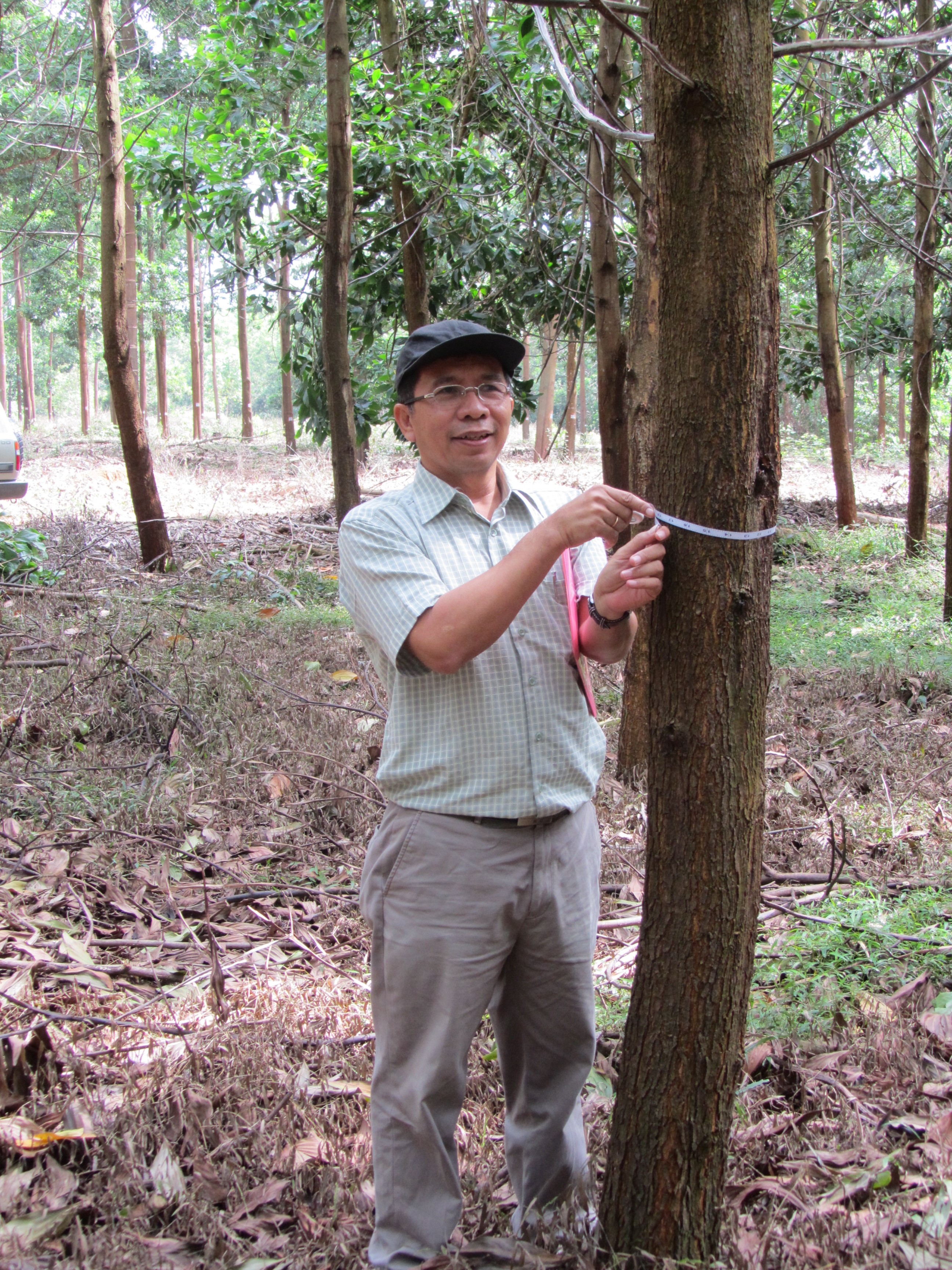 A man measures a tree trunk