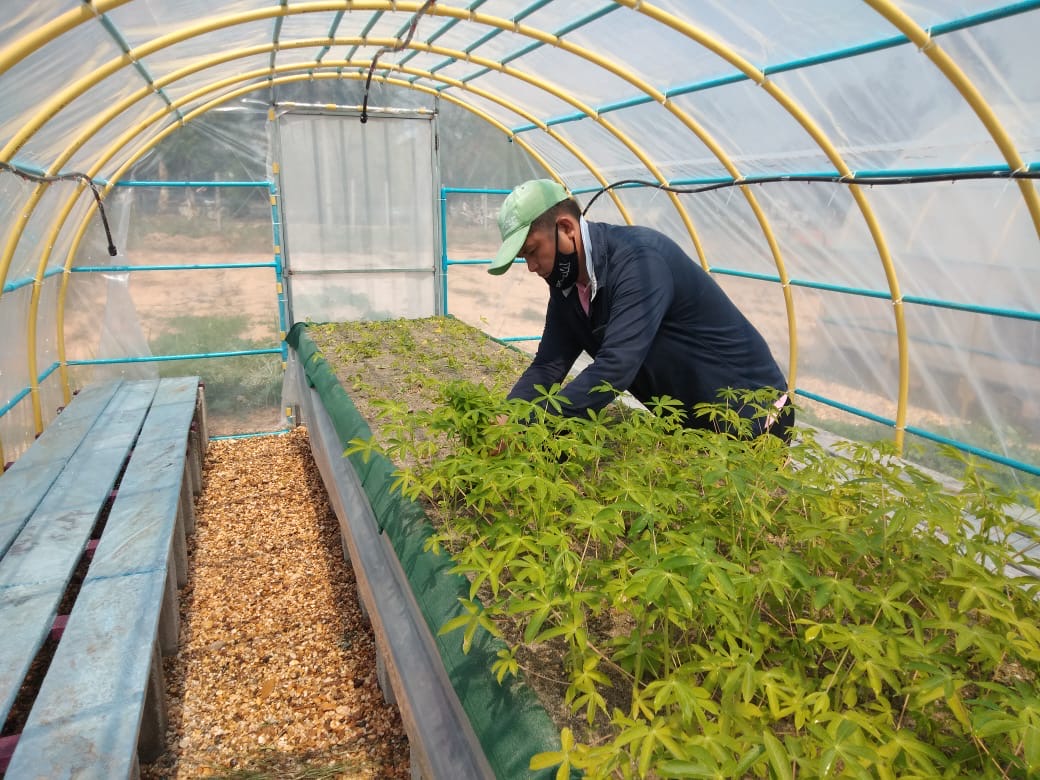 man tending cassava crop in greenhouse