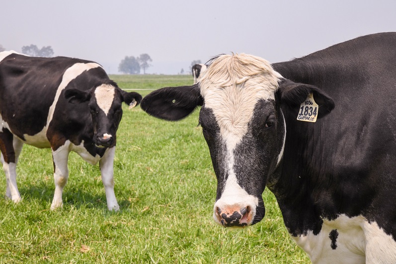 black and white cows