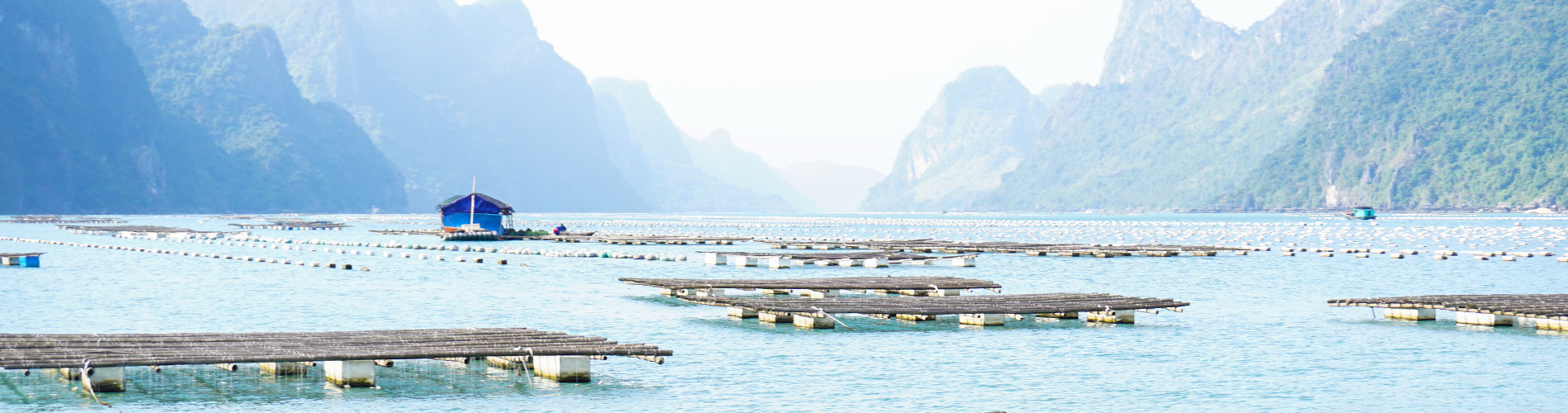 oysters in Vietnam