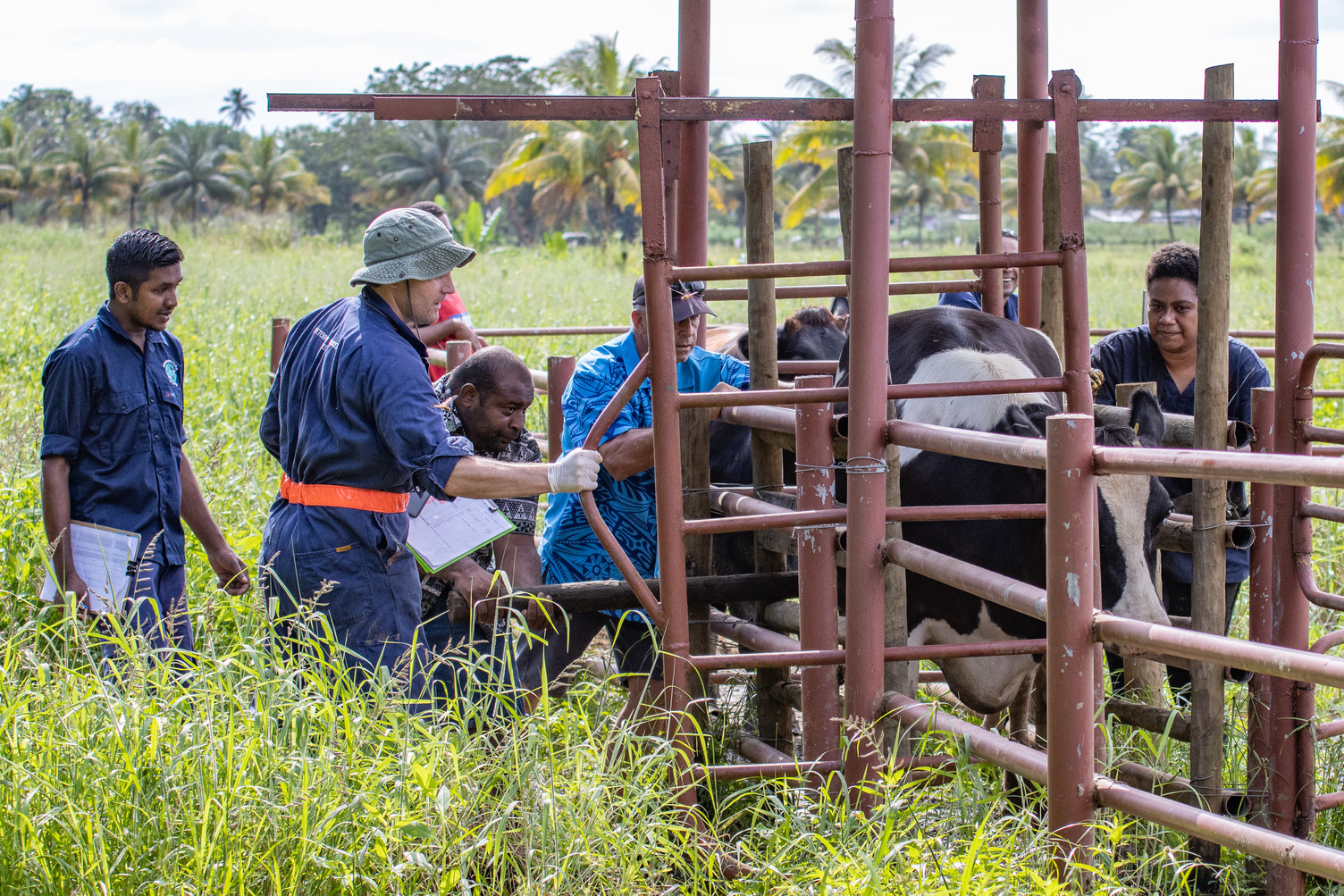 Vets at the Fijian Ministry of Agriculture carry out pregnancy testing through the use of a ultrasound machine at the Koronvia Research Station in Suva.