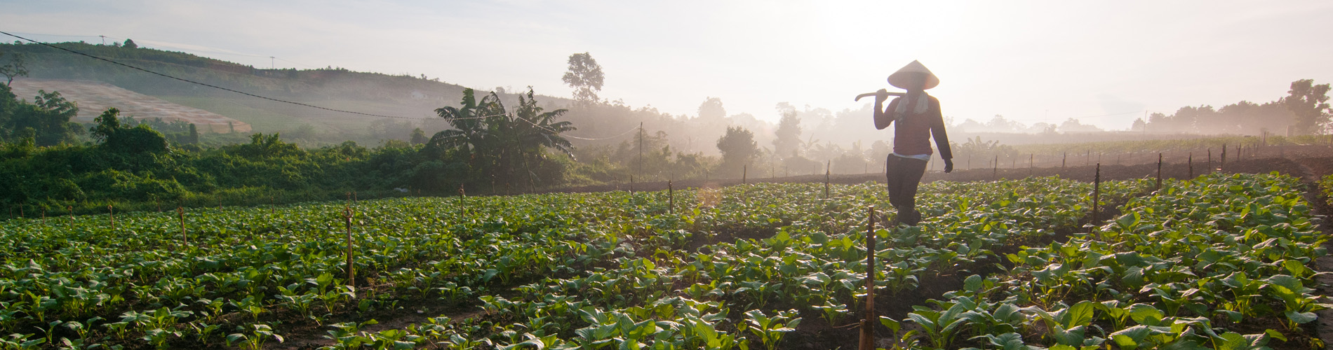 Field in Indonesia