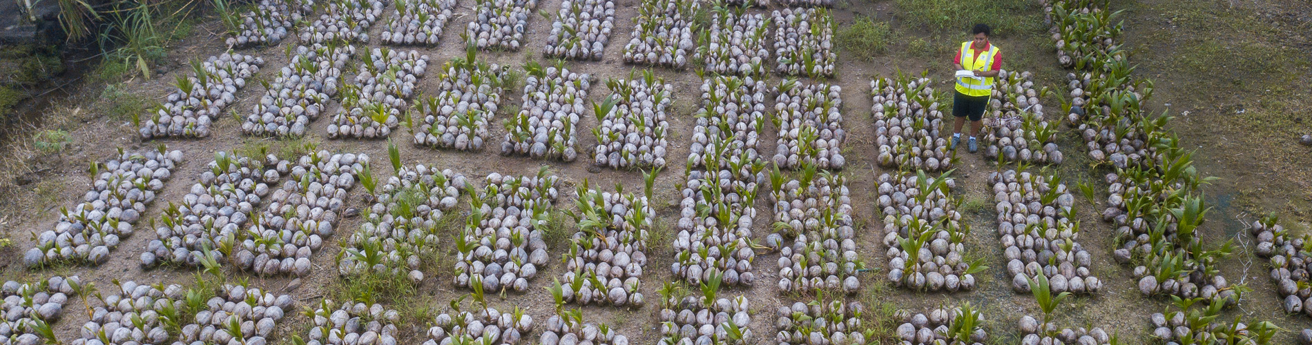 Coconuts in the pacific