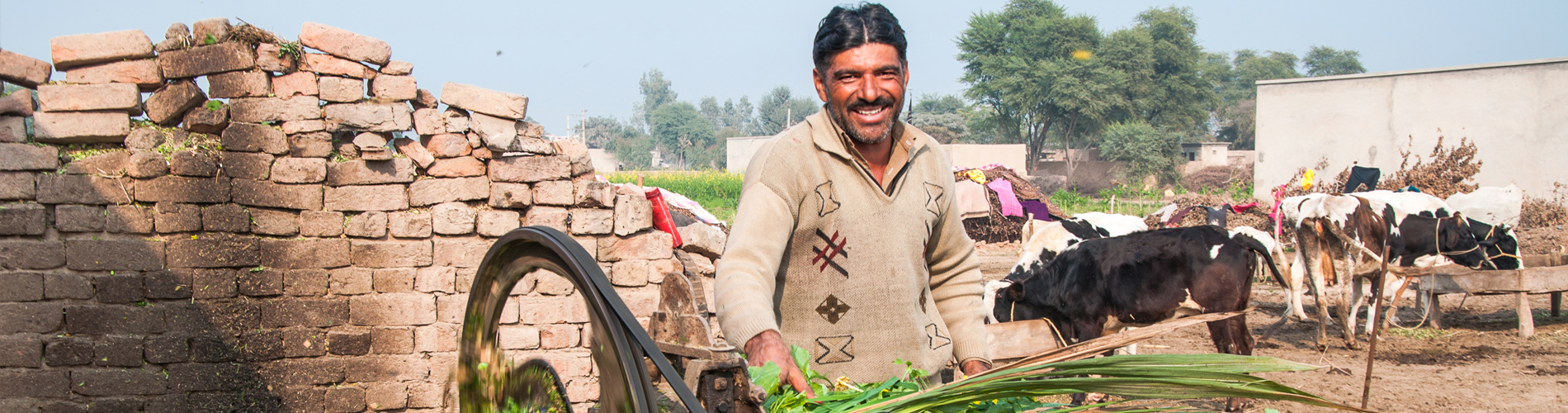 pakistan livestock