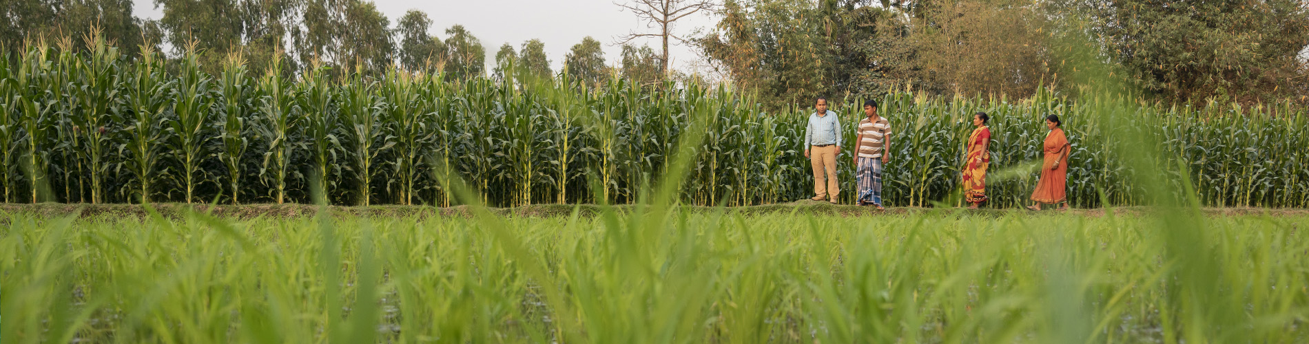 Southe Asia farmers in field 