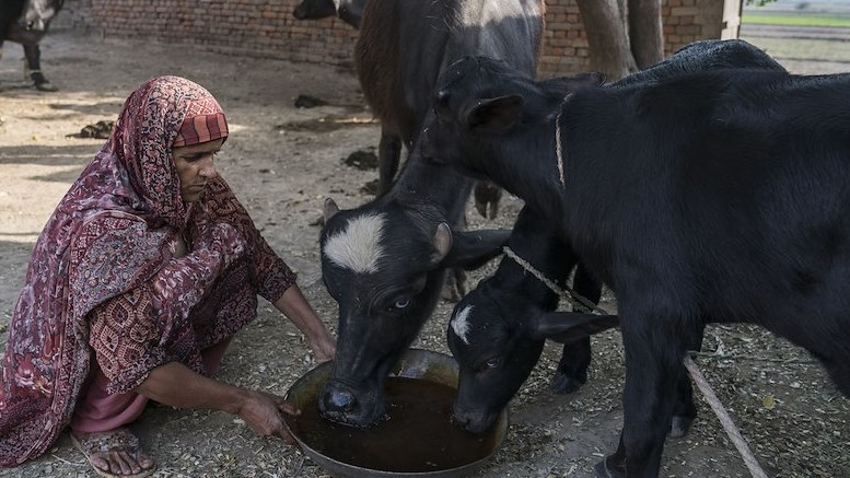 A woman feeds her cows