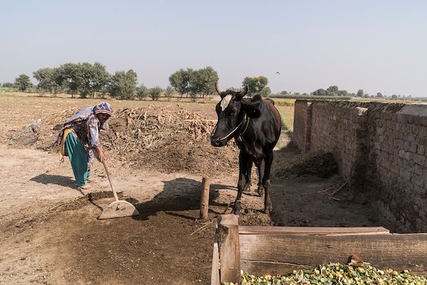 A farmer from 83D village Pakpattan District collects cow dung to create cooking fuel. This practice is common across South Asia.  Image: ACIAR/Conor Ashleigh