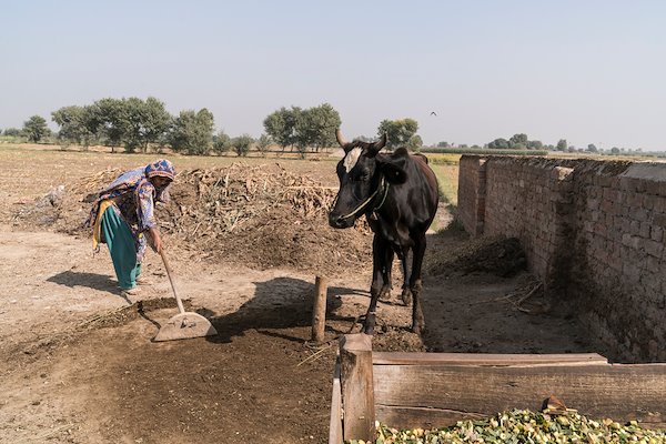 A farmer from 83D village Pakpattan District collects cow dung to create cooking fuel. This practice is common across South Asia. Image: ACIAR/Conor Ashleigh