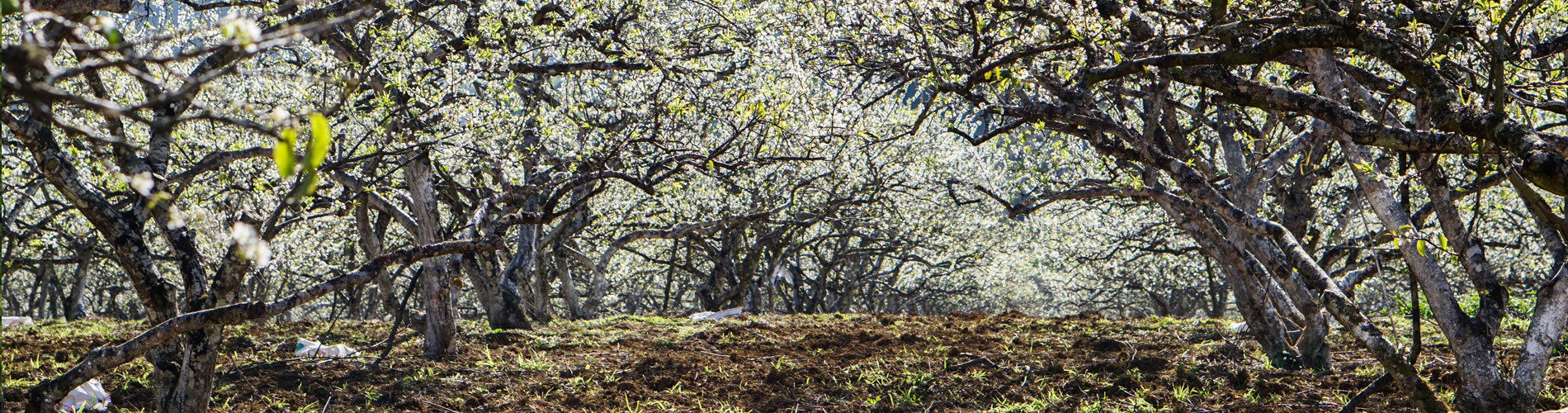 Plum orchard Vietnam