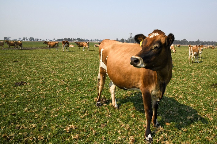 brown cow