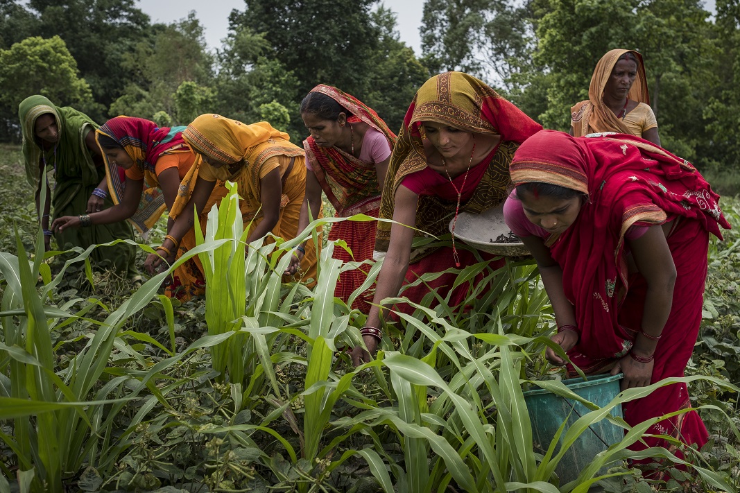 women harvesting crops