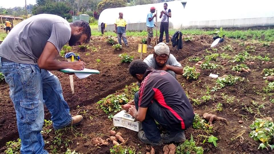 researchers examining crops