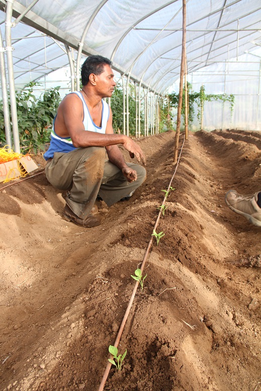 irrigating greenhouse