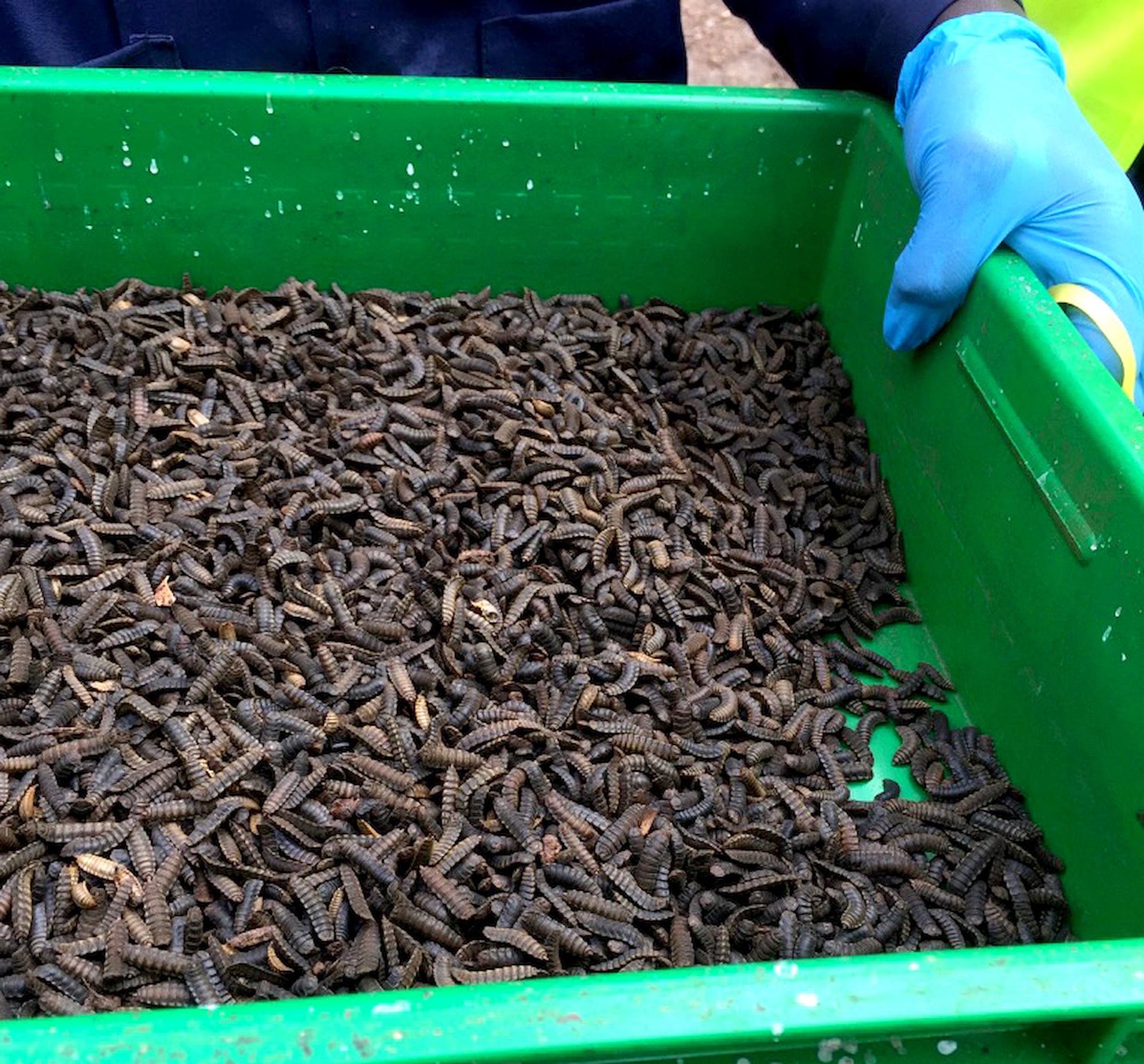 Black soldier fly larvae. Credit: Mellissa Wood, ACIAR