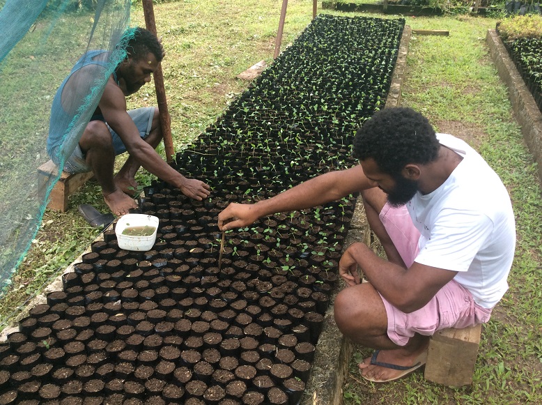 planting seedlings