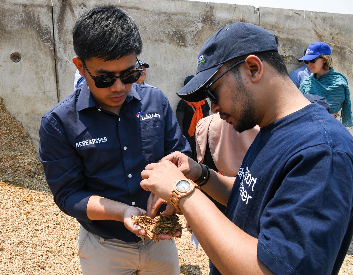 researchers looking at cattle feed