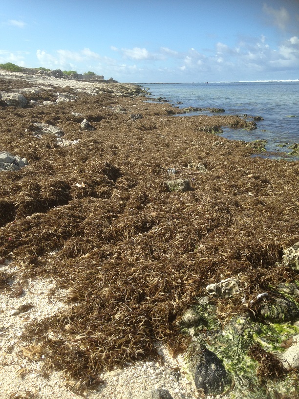 seaweed on shore