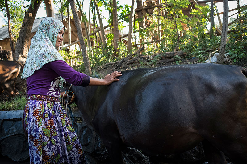 Woman with cow in Indonesia