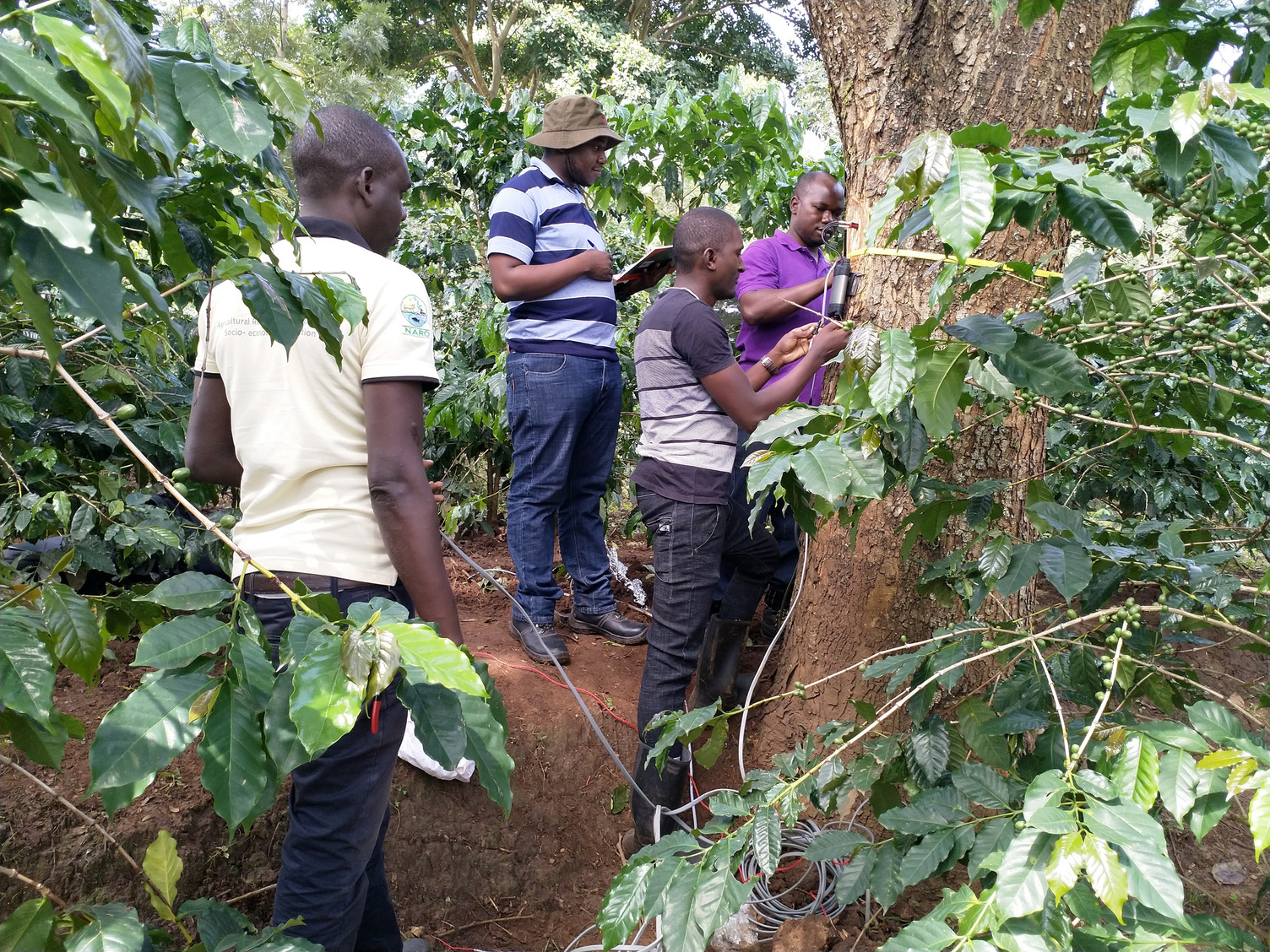 New pruning techniques in Uganda are showing farmers that trees are more valuable in the ground than on the woodpile