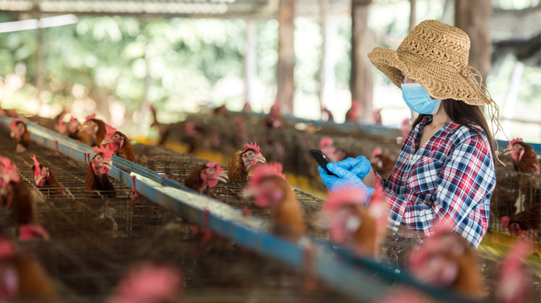 chicken farmer wearing face mask 