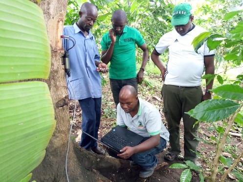 Joel Buyinza downloading sap flow data from a Cordia tree. 