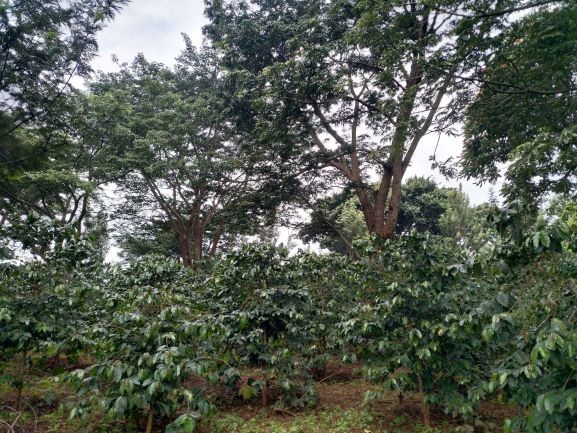 One of the trail sites in Uganda. Image: Joel Buyinza